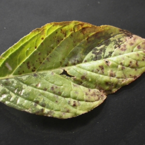 Photographie n°713421 du taxon Amaranthus albus L. [1759]