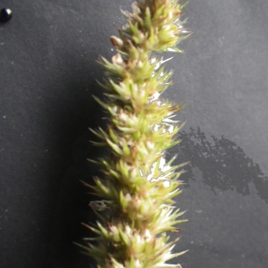 Photographie n°713424 du taxon Amaranthus albus L. [1759]