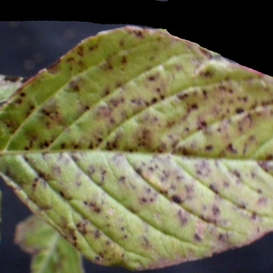 Photographie n°713429 du taxon Amaranthus albus L. [1759]