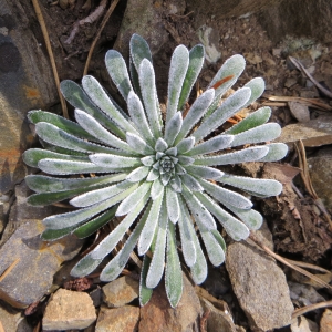 Photographie n°713564 du taxon Saxifraga longifolia Lapeyr. [1801]