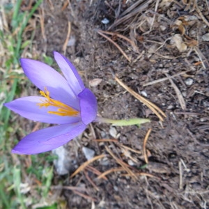 Photographie n°713565 du taxon Crocus nudiflorus Sm. [1798]