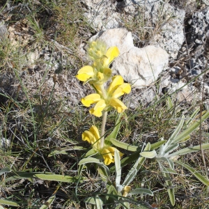 Photographie n°713589 du taxon Phlomis lychnitis L. [1753]