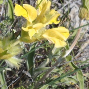 Photographie n°713590 du taxon Phlomis lychnitis L. [1753]