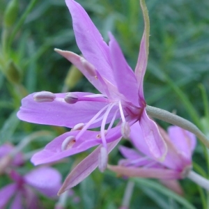  - Epilobium dodonaei Vill.