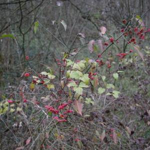 Photographie n°713696 du taxon Euonymus europaeus L. [1753]