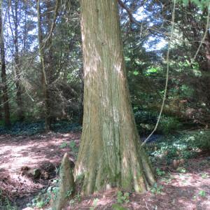 Photographie n°713710 du taxon Taxodium distichum (L.) Rich. [1810]