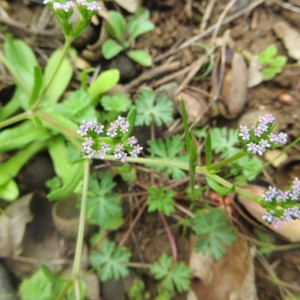 Photographie n°713742 du taxon Valerianella locusta (L.) Laterr. [1821]