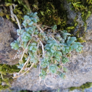 Photographie n°713814 du taxon Sedum dasyphyllum L. [1753]