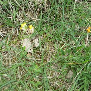 Photographie n°713825 du taxon Anthyllis vulneraria L. [1753]