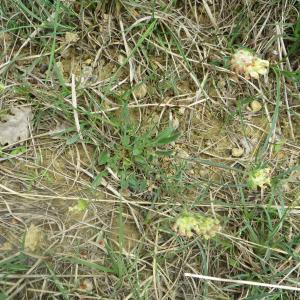 Photographie n°713826 du taxon Anthyllis vulneraria L. [1753]