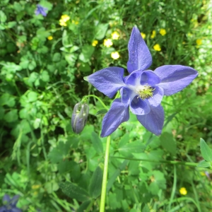 Photographie n°713828 du taxon Aquilegia vulgaris L. [1753]