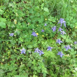 Photographie n°713829 du taxon Aquilegia vulgaris L. [1753]