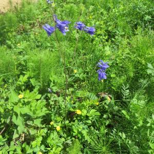 Photographie n°713830 du taxon Aquilegia vulgaris L. [1753]