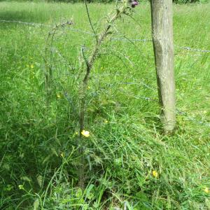 Photographie n°713832 du taxon Cirsium palustre (L.) Scop. [1772]