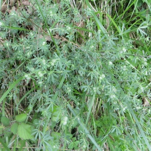 Photographie n°713839 du taxon Dorycnium pentaphyllum subsp. pentaphyllum 