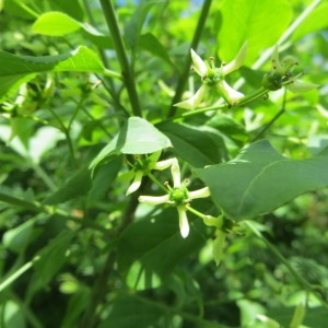 Photographie n°713841 du taxon Euonymus europaeus L. [1753]