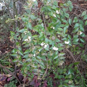 Photographie n°714099 du taxon Myoporum laetum G.Forst. [1786]