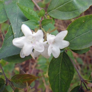 Photographie n°714100 du taxon Myoporum laetum G.Forst. [1786]