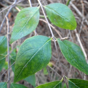 Photographie n°714101 du taxon Myoporum laetum G.Forst. [1786]