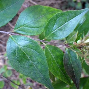 Photographie n°714102 du taxon Myoporum laetum G.Forst. [1786]