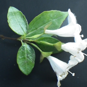 Photographie n°714103 du taxon Myoporum laetum G.Forst. [1786]