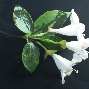 Photographie n°714104 du taxon Myoporum laetum G.Forst. [1786]