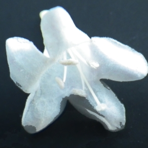 Photographie n°714105 du taxon Myoporum laetum G.Forst. [1786]