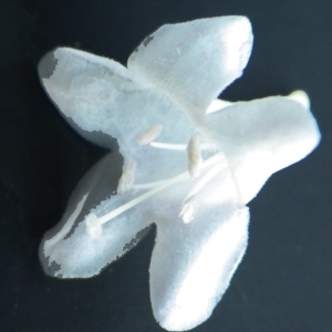 Photographie n°714106 du taxon Myoporum laetum G.Forst. [1786]