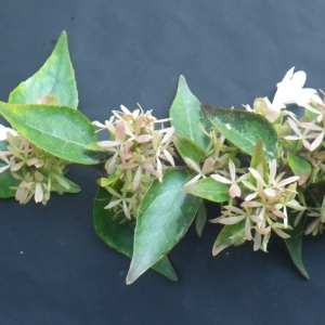 Photographie n°714107 du taxon Myoporum laetum G.Forst. [1786]