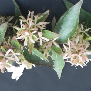 Photographie n°714108 du taxon Myoporum laetum G.Forst. [1786]