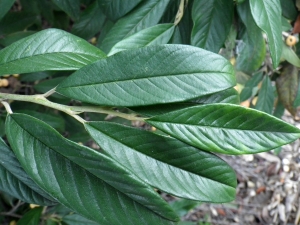 Liliane Roubaudi, le  5 décembre 2015 (Paris (Jardin des Plantes))