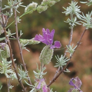 Photographie n°714183 du taxon Lavandula stoechas L. [1753]