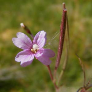 Photographie n°714205 du taxon Epilobium palustre L. [1753]