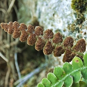 Ceterach officinarum Willd. subsp. officinarum (Cétérac)