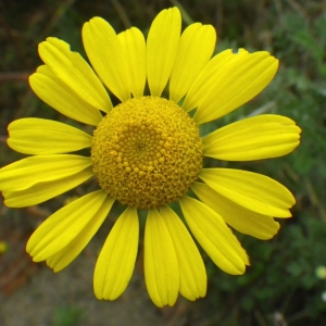 Photographie n°714337 du taxon Anthemis tinctoria subsp. tinctoria