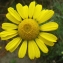  Liliane Roubaudi - Anthemis tinctoria subsp. tinctoria