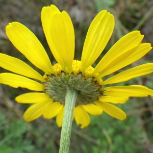 Photographie n°714339 du taxon Anthemis tinctoria subsp. tinctoria