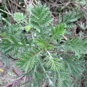 Photographie n°714341 du taxon Anthemis tinctoria subsp. tinctoria