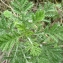  Liliane Roubaudi - Anthemis tinctoria subsp. tinctoria