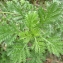  Liliane Roubaudi - Anthemis tinctoria subsp. tinctoria