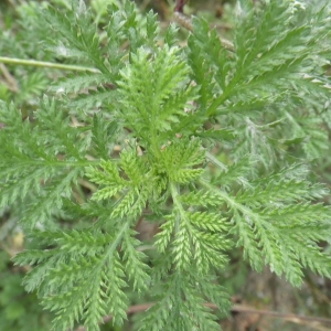  - Anthemis tinctoria subsp. tinctoria