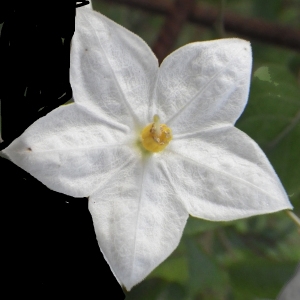 Solanum laxum Spreng. (Morelle faux jasmin)