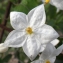  Liliane Roubaudi - Solanum jasminoides Paxton [1841]