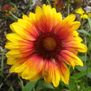 Photographie n°714367 du taxon Gaillardia aristata Pursh [1814]