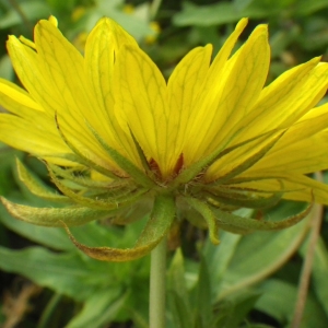  - Gaillardia aristata Pursh [1814]