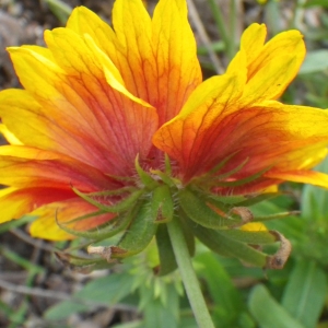 Gaillardia aristata Pursh (Gaillarde)