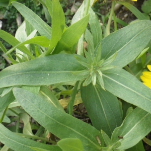  - Gaillardia aristata Pursh [1814]