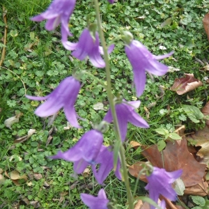 Photographie n°714376 du taxon Campanula rapunculoides L. [1753]