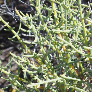 Photographie n°714381 du taxon Salicornia europaea L. [1753]