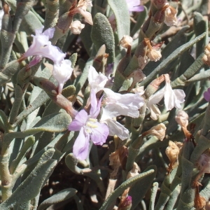 Photographie n°714385 du taxon Limoniastrum monopetalum (L.) Boiss. [1848]